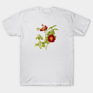 Rose Flower Botanical Illustration T-Shirt